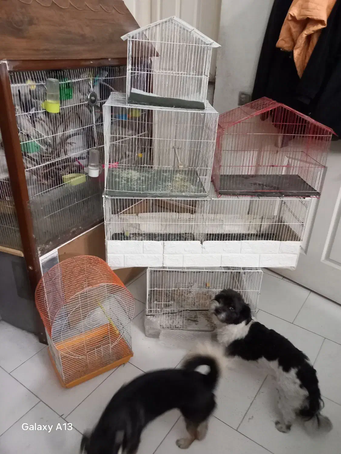 قفس|لوازم جانبی حیوانات|مشهد, حضرت حجت|دیوار