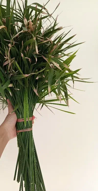 گل مرداب|گل و گیاه طبیعی|مشهد, کوی المهدی|دیوار