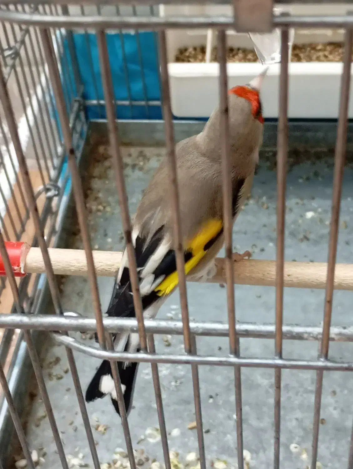 سهره|پرنده|تهران, اقدسیه|دیوار