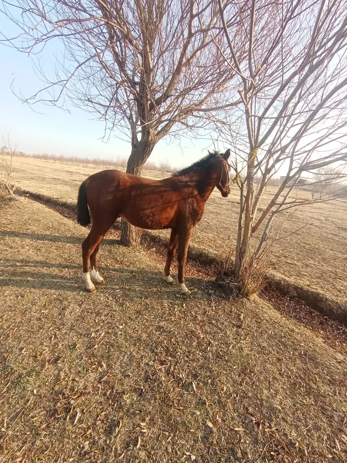 فروش کره اسب نریان|اسب و تجهیزات اسب‌سواری|ارومیه, |دیوار