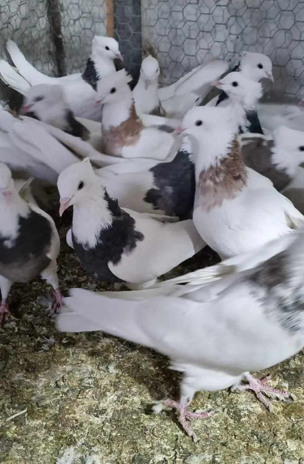 طوقی|پرنده|مبارکه, |دیوار