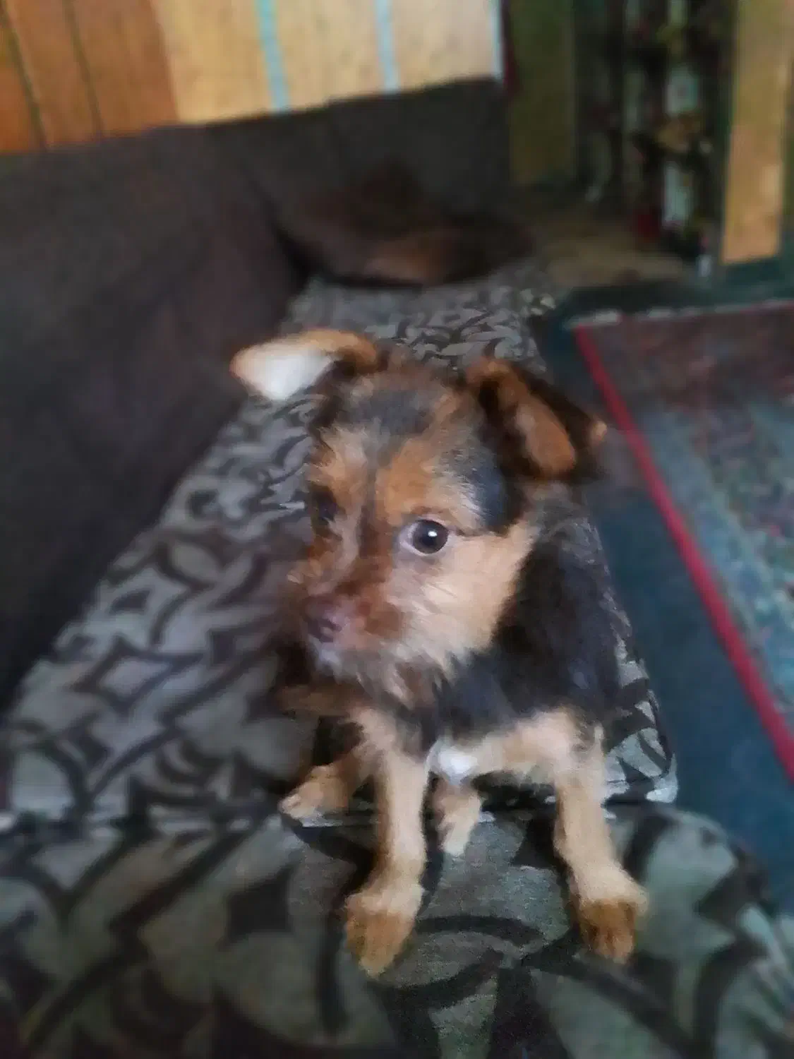 سگ واگذاری نر|سگ|ماهدشت, |دیوار