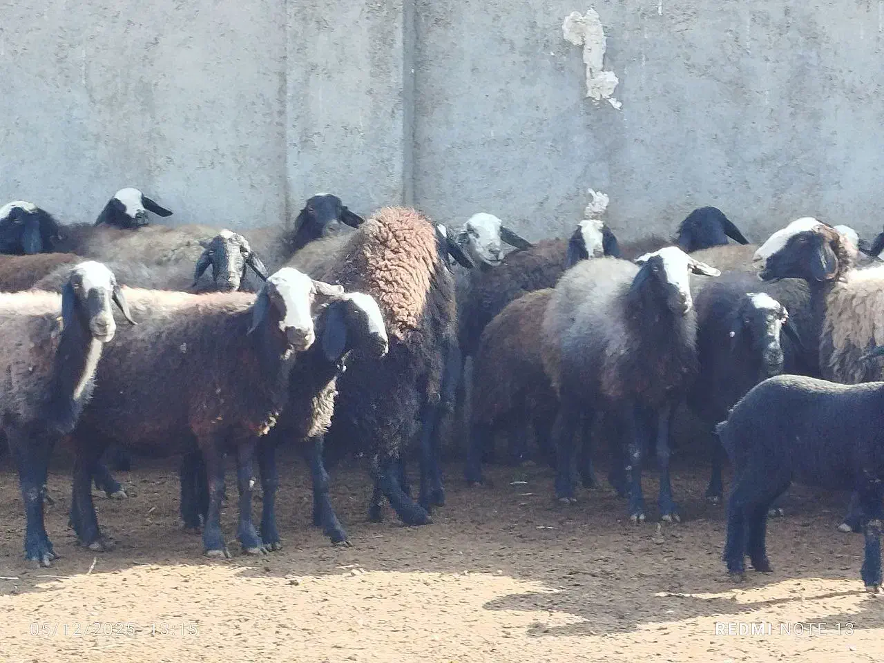 ۸۰ راس گوسفند|حیوانات مزرعه|تاکستان, |دیوار