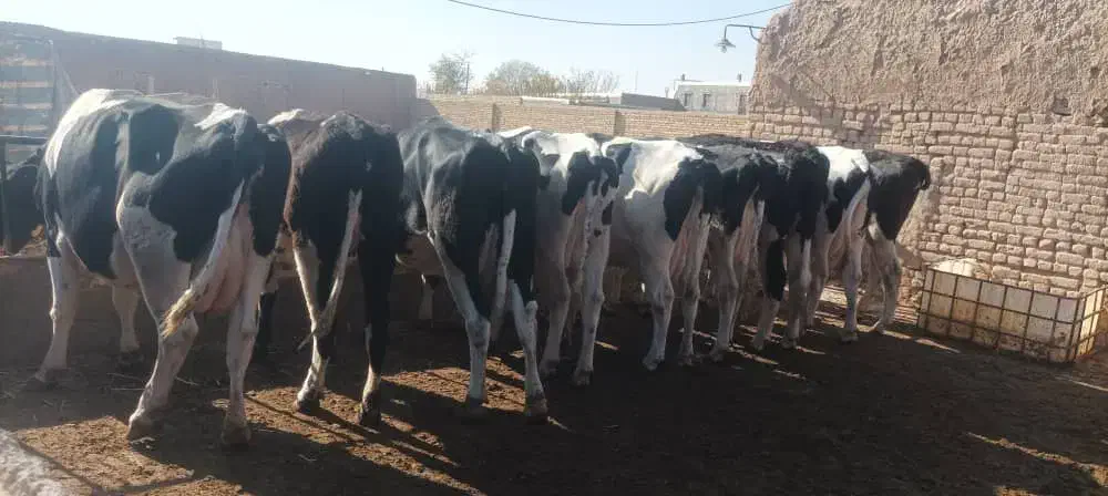 گاو ابستن سنگین|حیوانات مزرعه|بشاریات, |دیوار