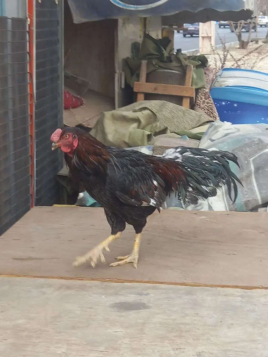 خروس لاری|حیوانات مزرعه|نسیم‌شهر, |دیوار