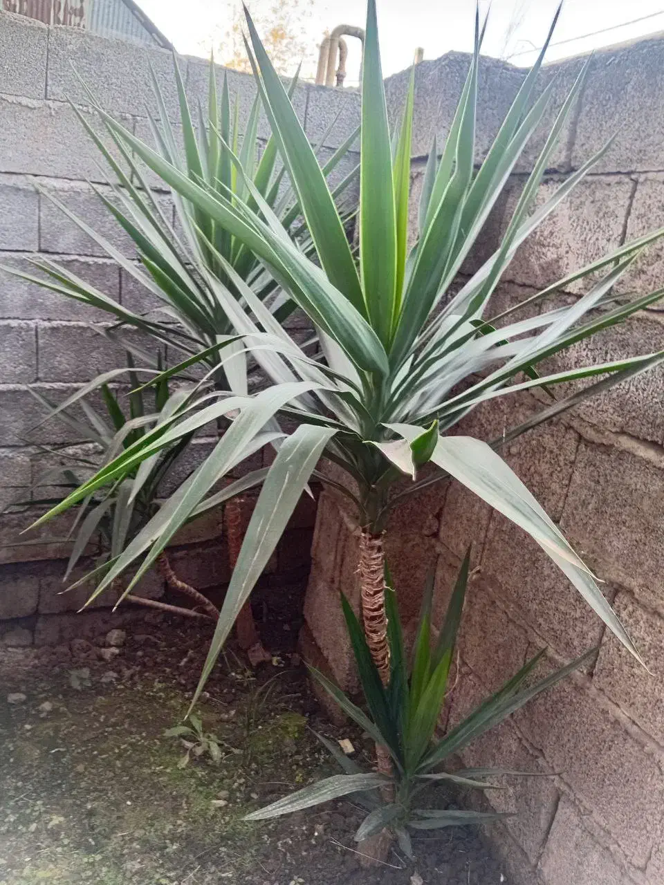 فروش گل شمشادی و گل یوکا|گل و گیاه طبیعی|شلمان, |دیوار