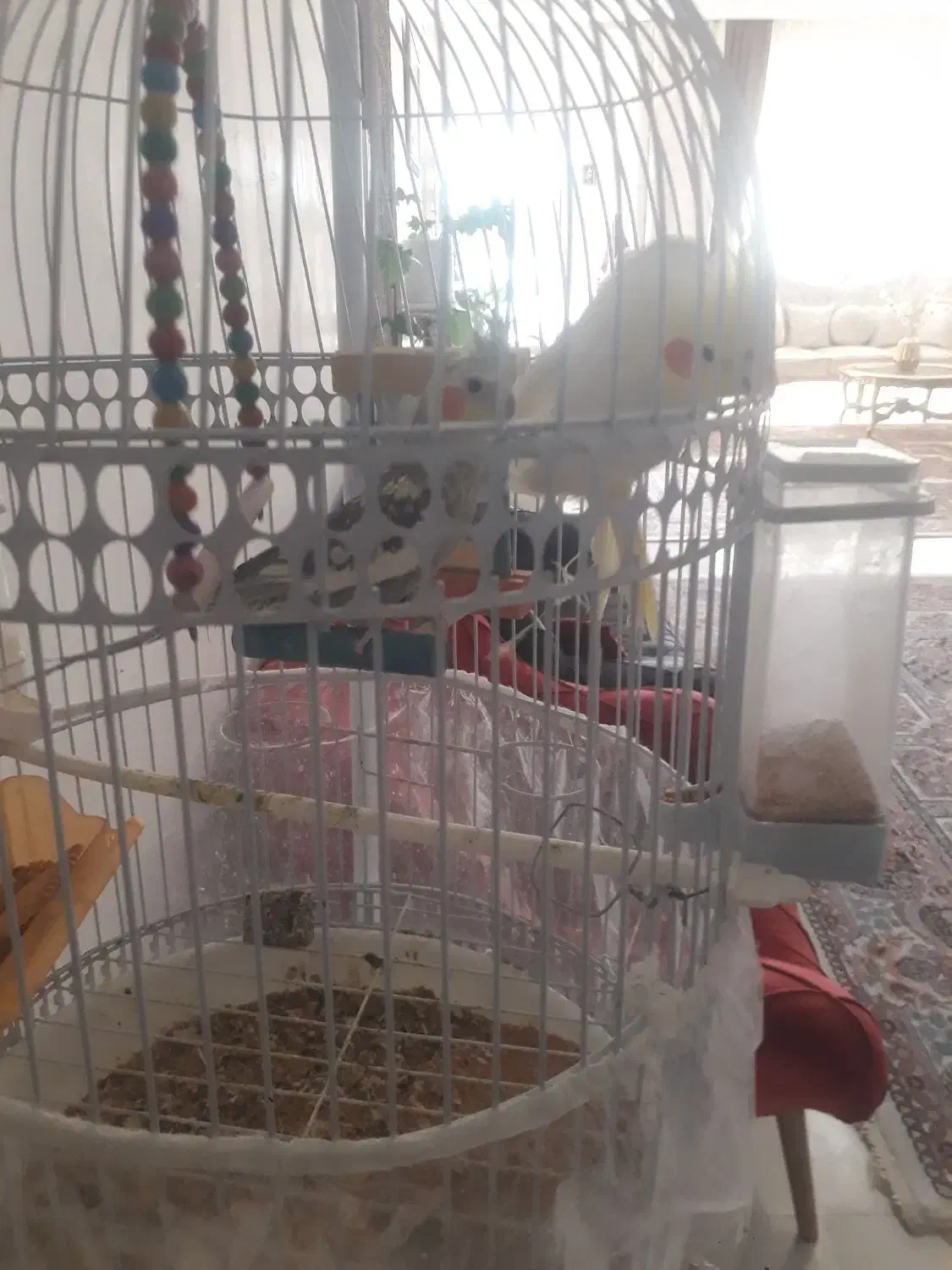 عروس هلندی|پرنده|مشهد, خرم آباد|دیوار