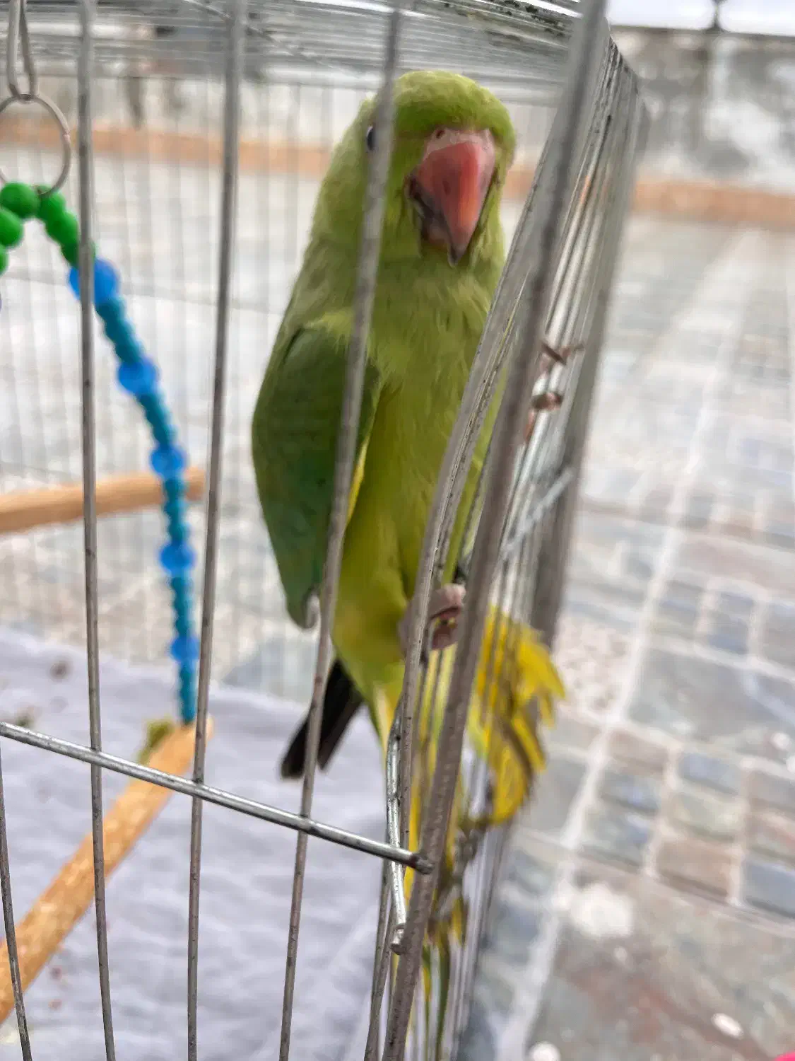 طوطی ملنگو ۱۰۰ روزه|پرنده|فریدون‌کنار, |دیوار