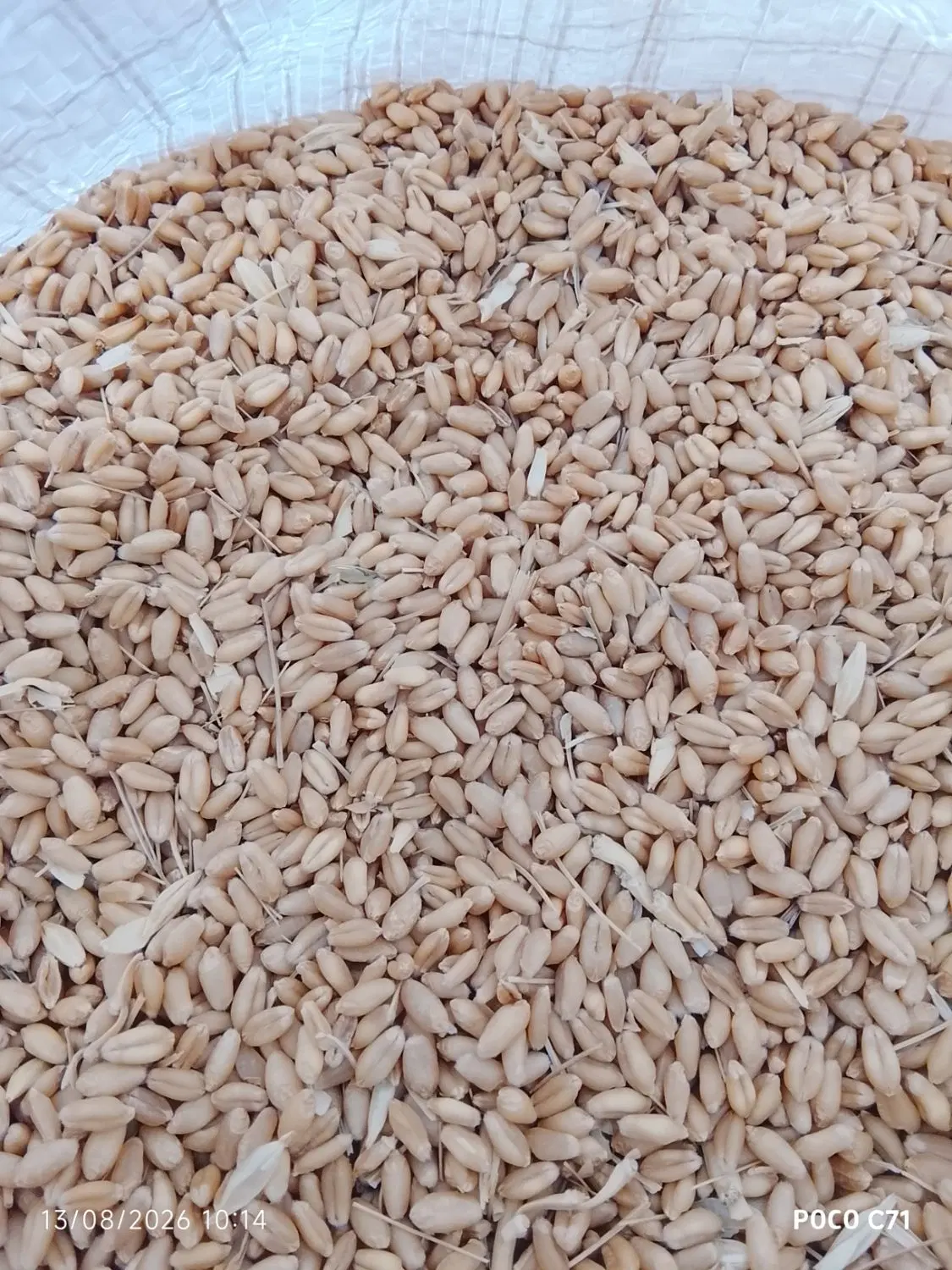 گندم|عمده‌فروشی|چهاردانگه (تهران), |دیوار