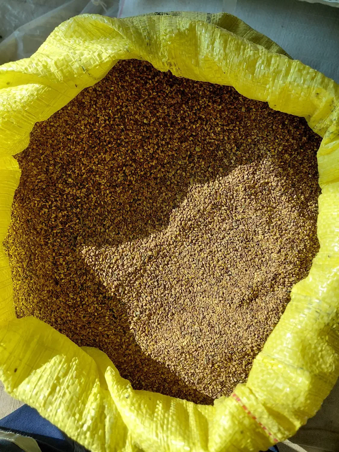 کنجد تمیز|خوردنی و آشامیدنی|باوی, |دیوار