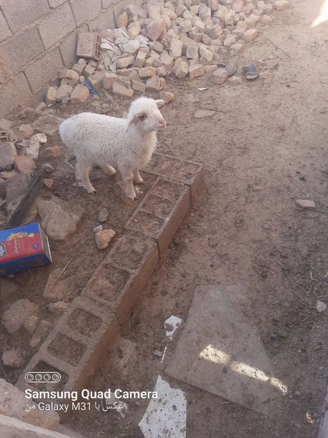 بره ماده|حیوانات مزرعه|زیرکوه, |دیوار