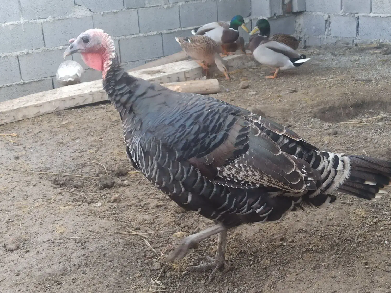 بوقلمون محلی نر و ماده|حیوانات مزرعه|سرخرود, |دیوار