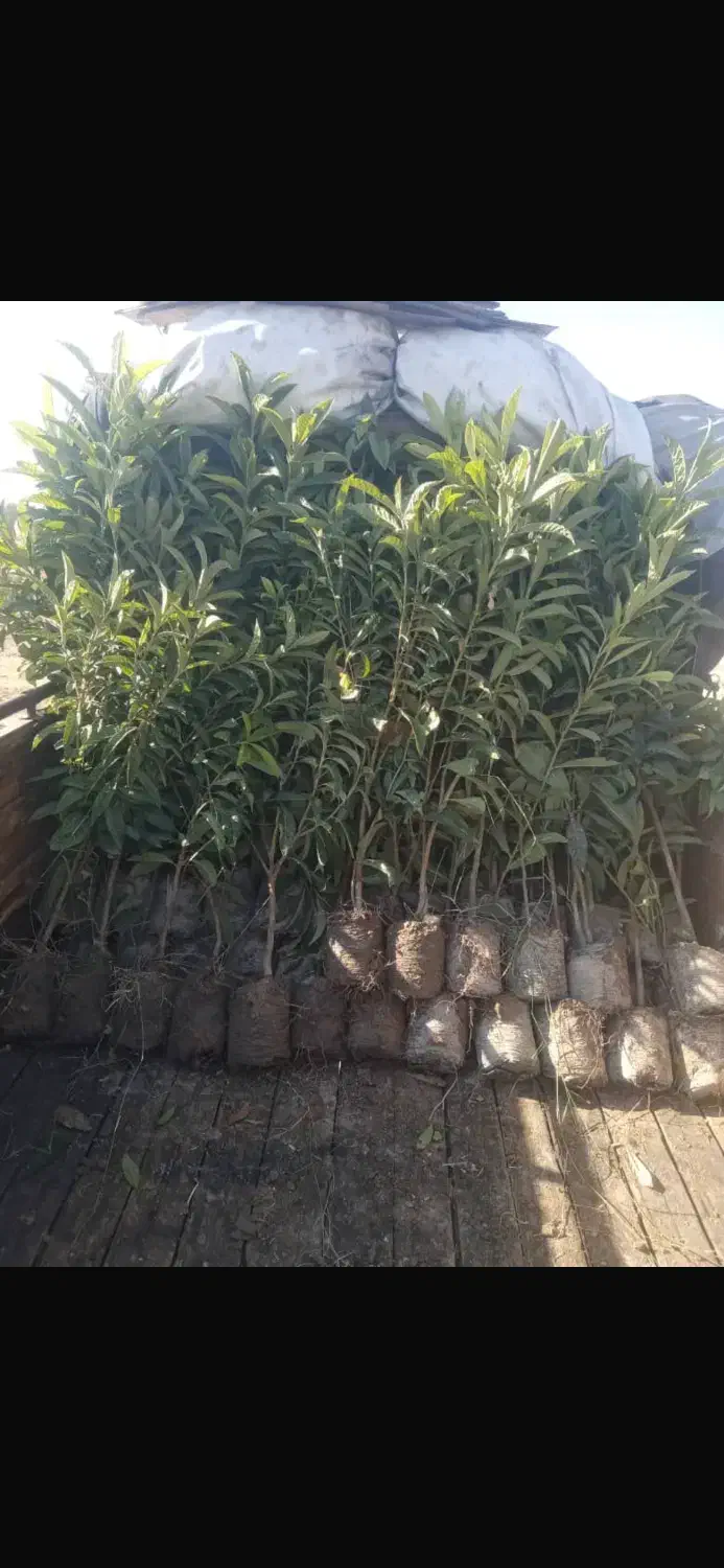 درخت و گل|خدمات باغبانی و درختکاری|شیراز, شهرک مهدیه|دیوار