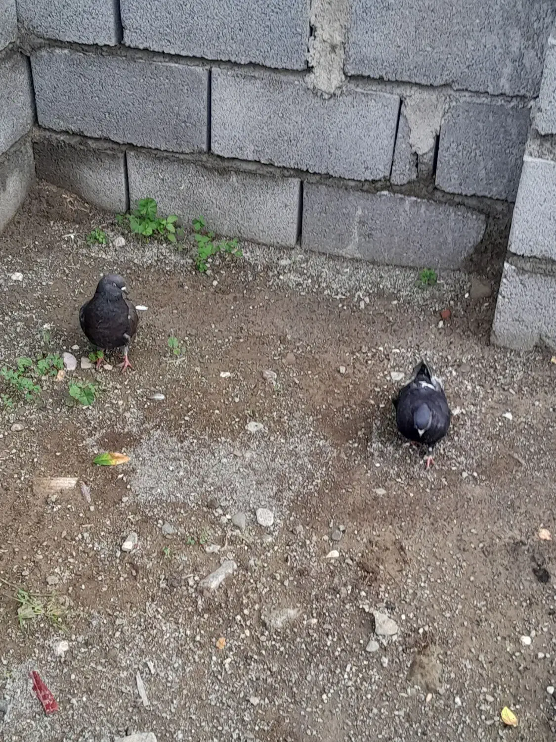 کفتر بفروش|پرنده|میناب, |دیوار