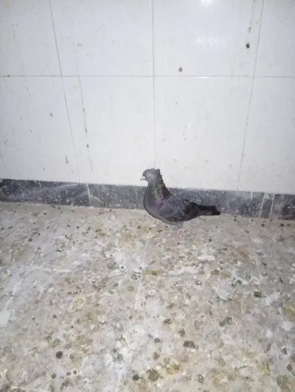 کبوتر|پرنده|مسجد سلیمان, |دیوار