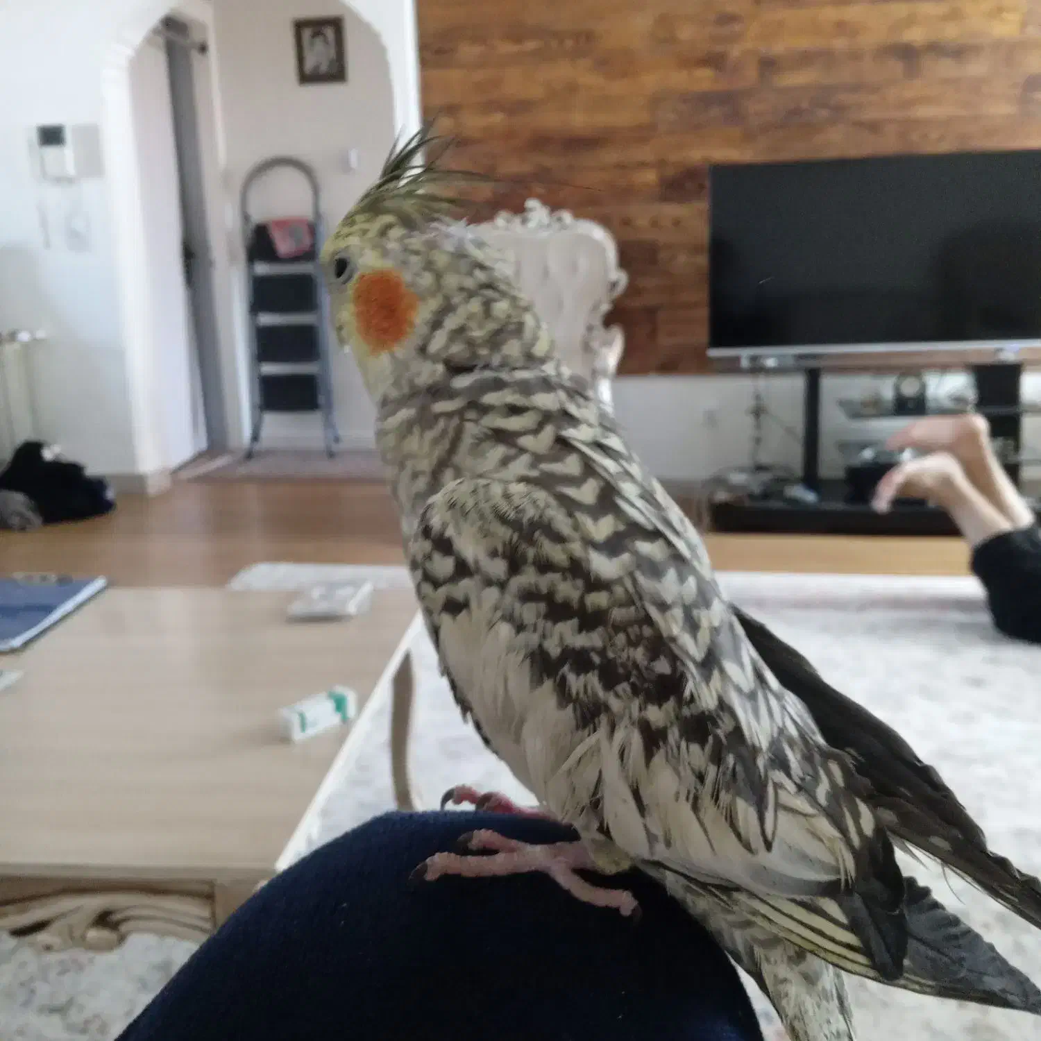 عروس هلندی سخنگو|پرنده|پردیس, فاز ۲|دیوار