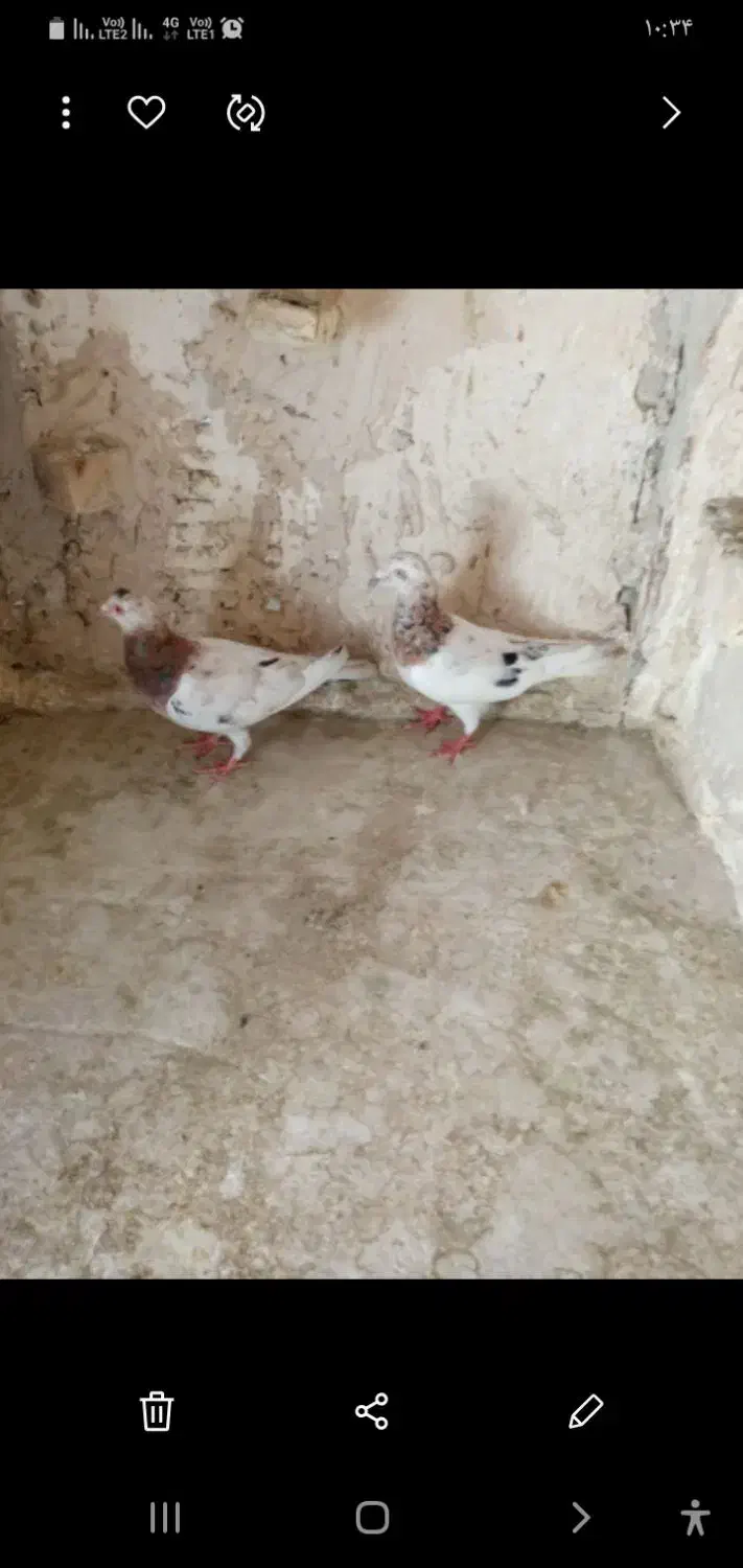 زرددنش .گراف .سار..زاغ کرمانی|پرنده|مشهد, جوادیه|دیوار