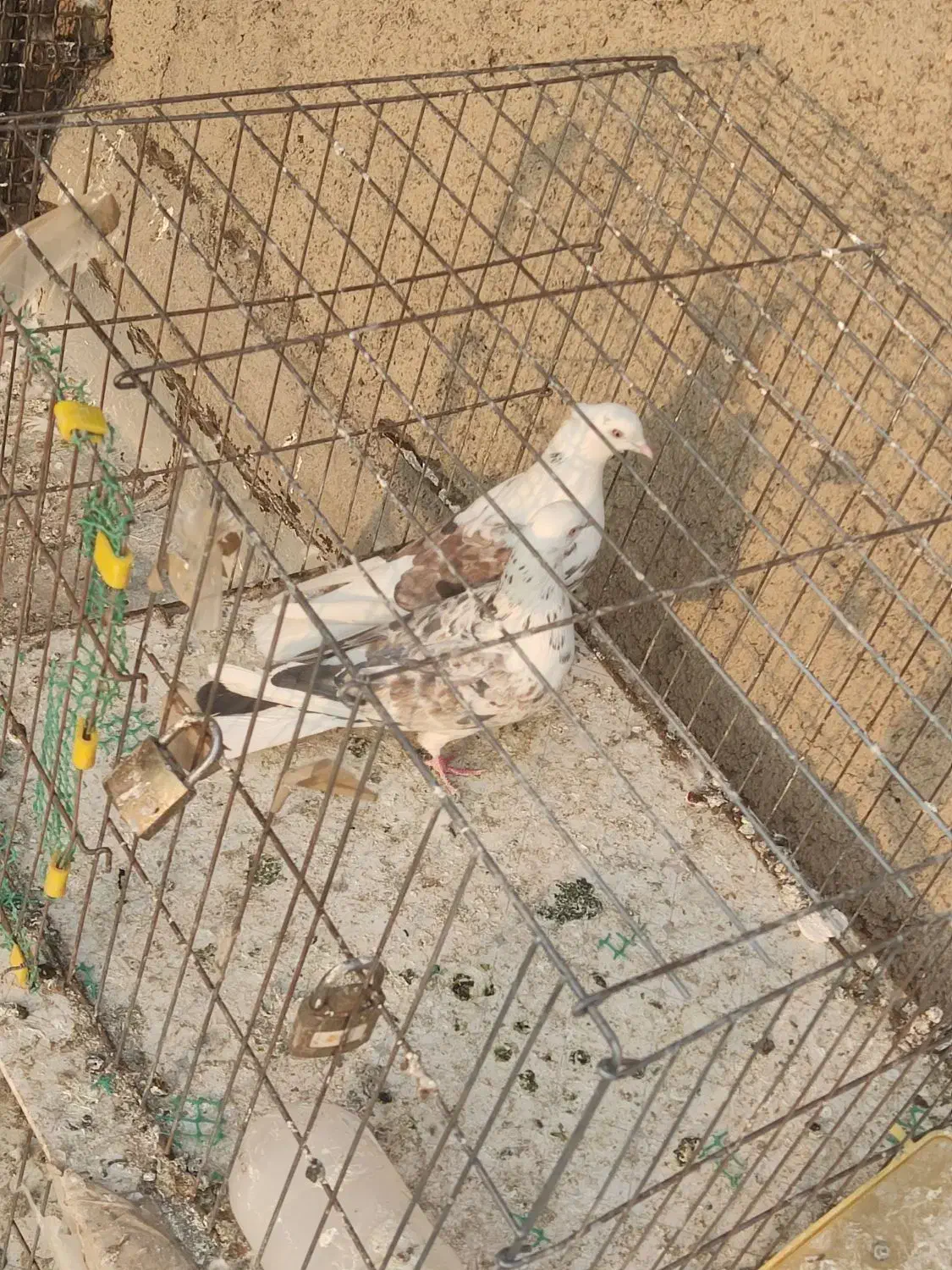 یک جفت کفتر نر و ماده دوکت سرور مهر|پرنده|سلفچگان, |دیوار