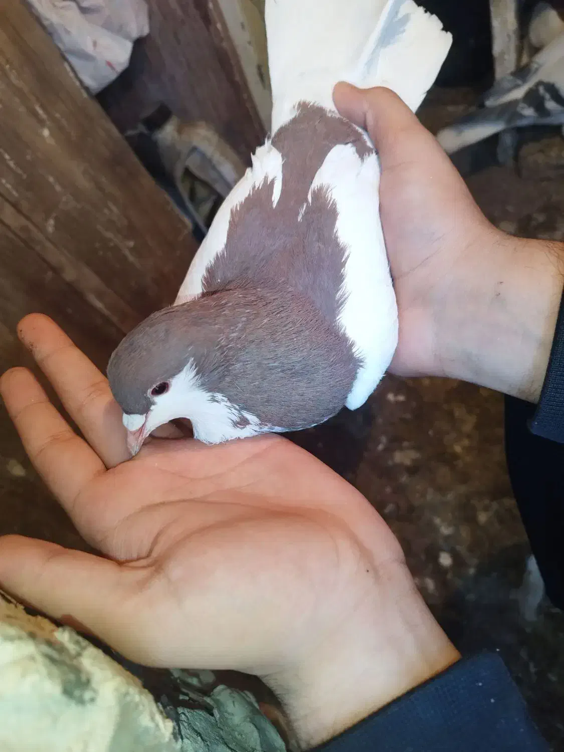 کبوتر|پرنده|ابهر, |دیوار