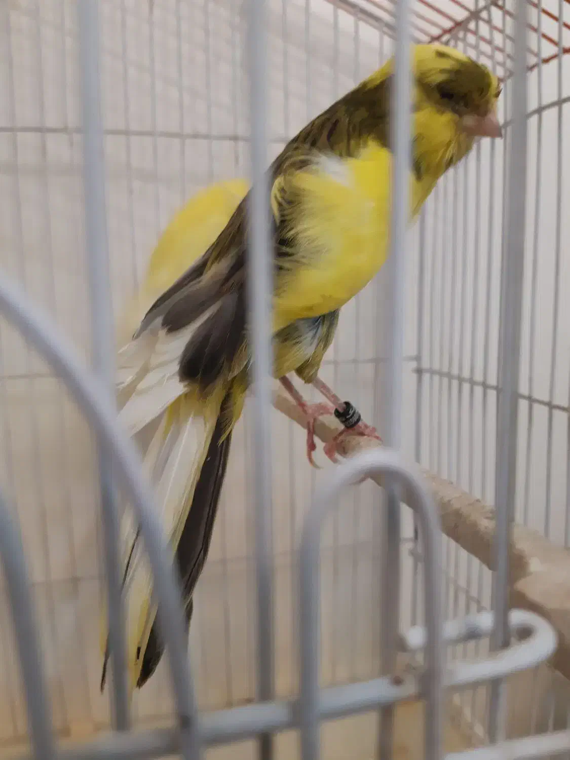 جفت قناری رسمی بلند|پرنده|تهران, حشمتیه|دیوار