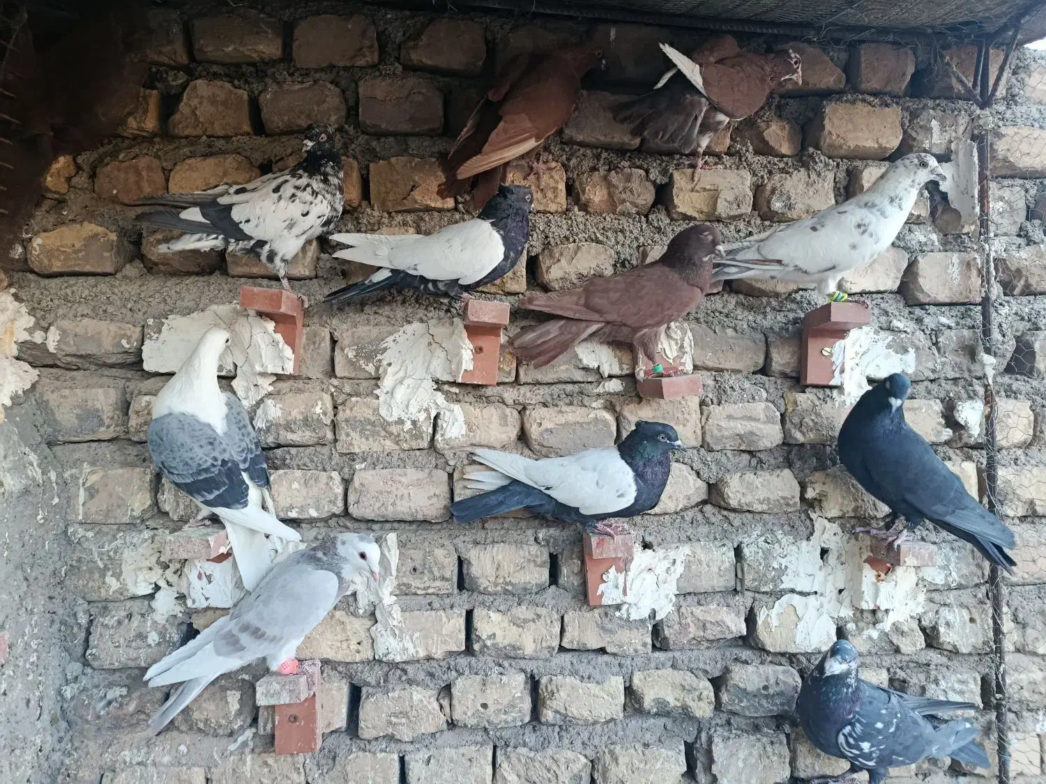 کفتر پریده|پرنده|ماهان, |دیوار