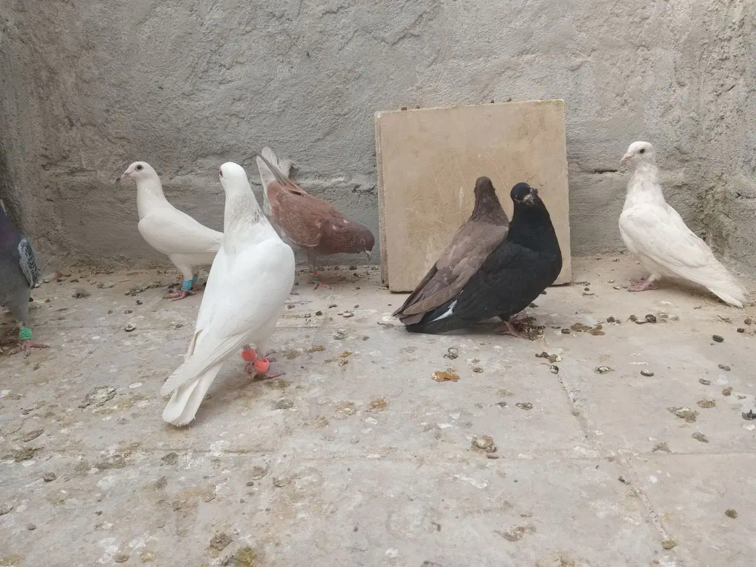 ۷تا کبوتر صید|پرنده|اسفراین, |دیوار