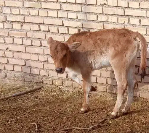 گاو یاگوساله|حیوانات مزرعه|کرخه, |دیوار
