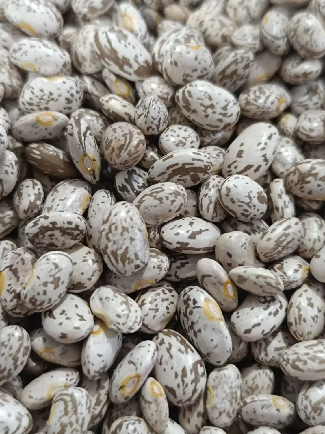 لوبیا ارتشی|خوردنی و آشامیدنی|تهران, ایرانشهر|دیوار