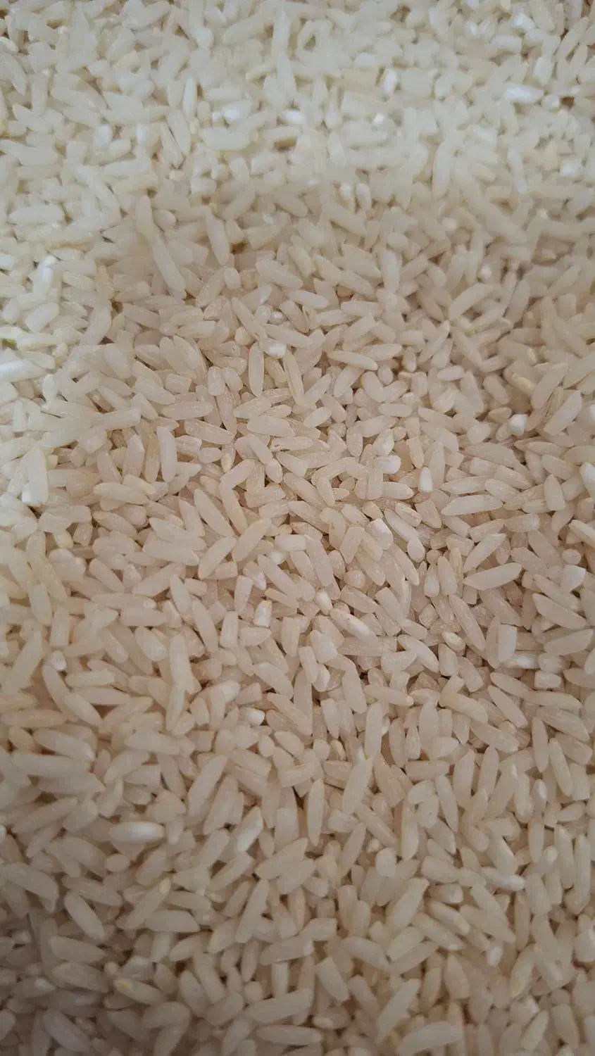 فروش برنجطلارم محلی (سنگه طارم)مازندران|خوردنی و آشامیدنی|کیش, |دیوار