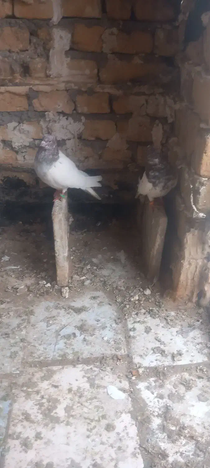 گفتر|پرنده|مشهد, بهمن|دیوار