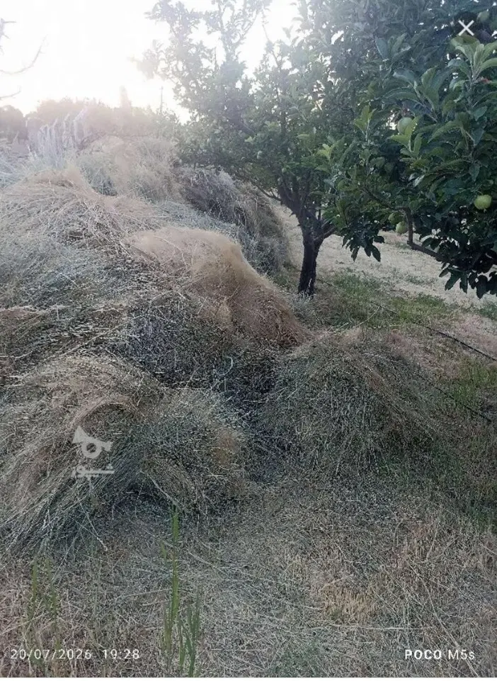 علف|خدمات باغبانی و درختکاری|سراب, |دیوار