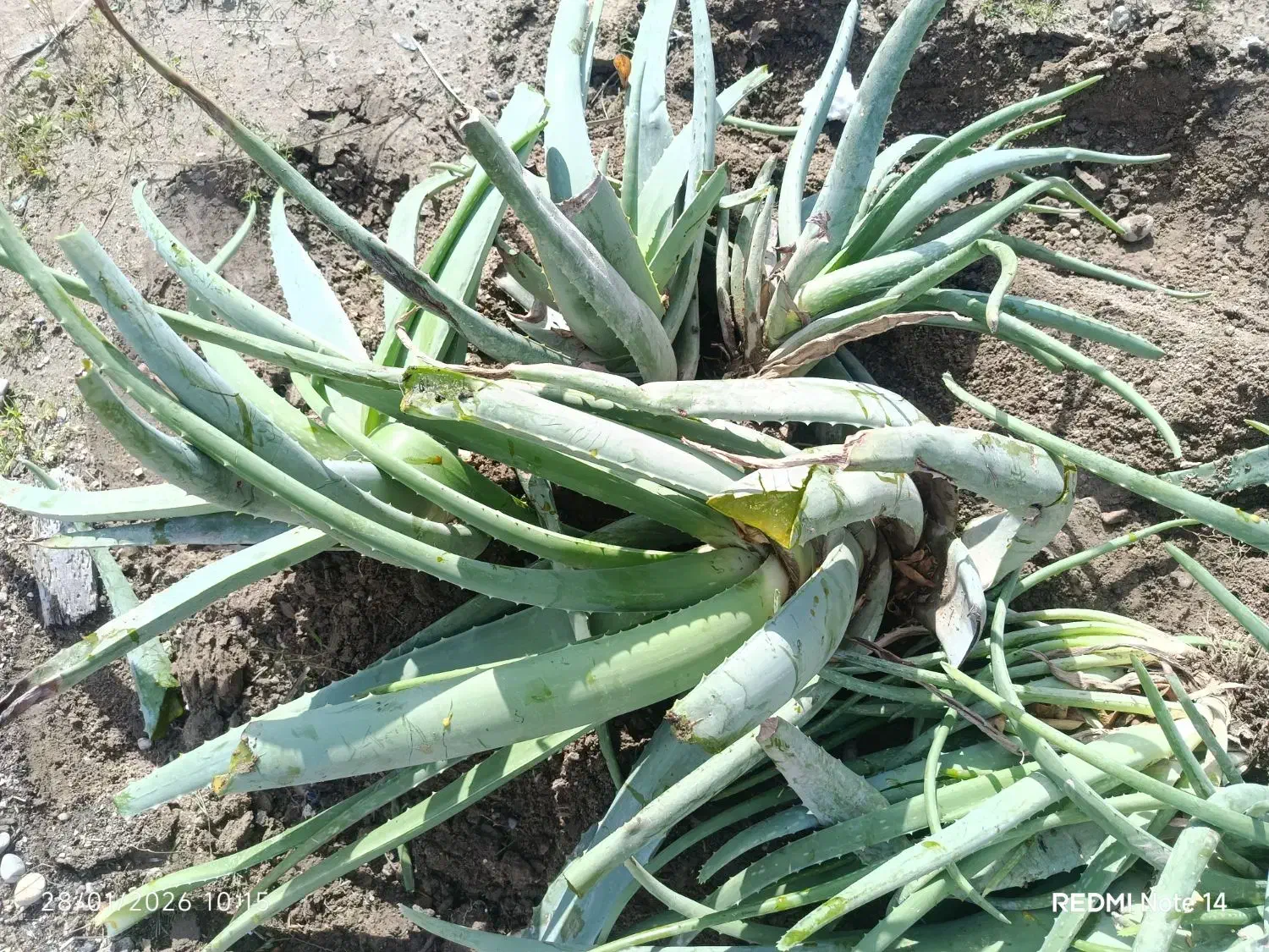 الورا|گل و گیاه طبیعی|تخت, |دیوار