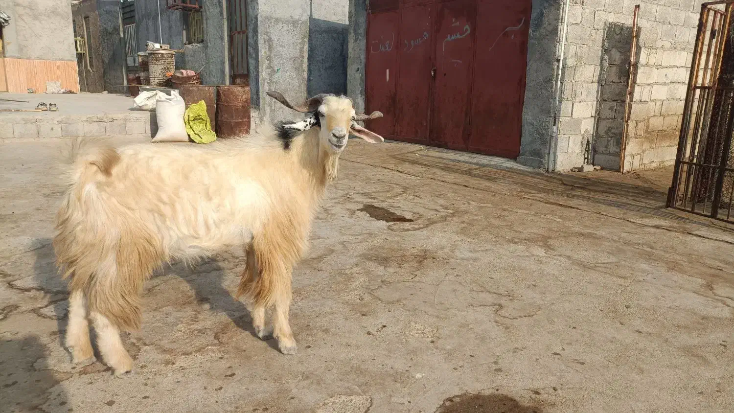 فروش پازن درجه یک|حیوانات مزرعه|خورموج, |دیوار