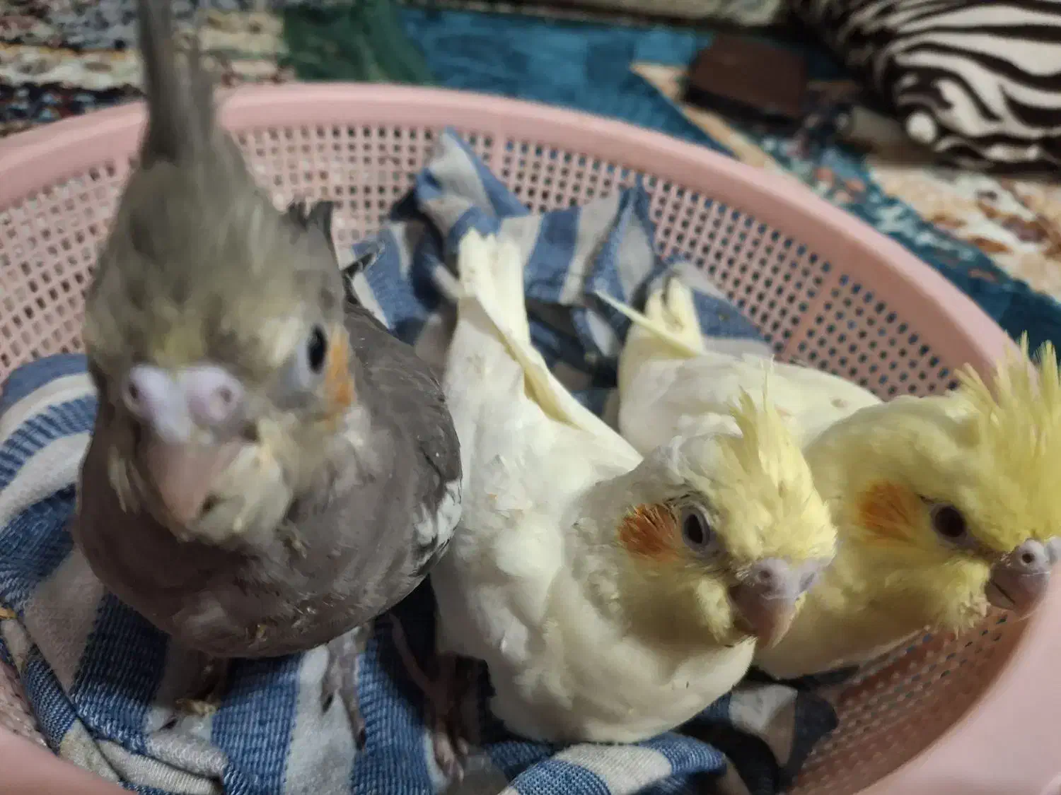 عروس هلندی ۲ ماهه و یک ماهه|پرنده|شیراز, دست خضر|دیوار