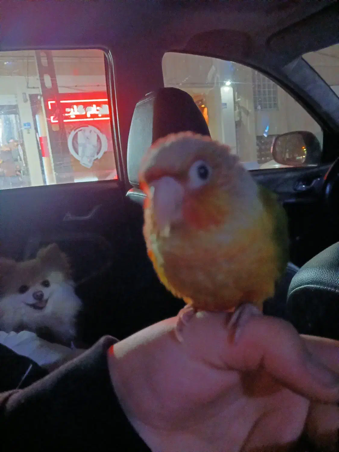 گرینچیگ|پرنده|تهران, پاسداران|دیوار