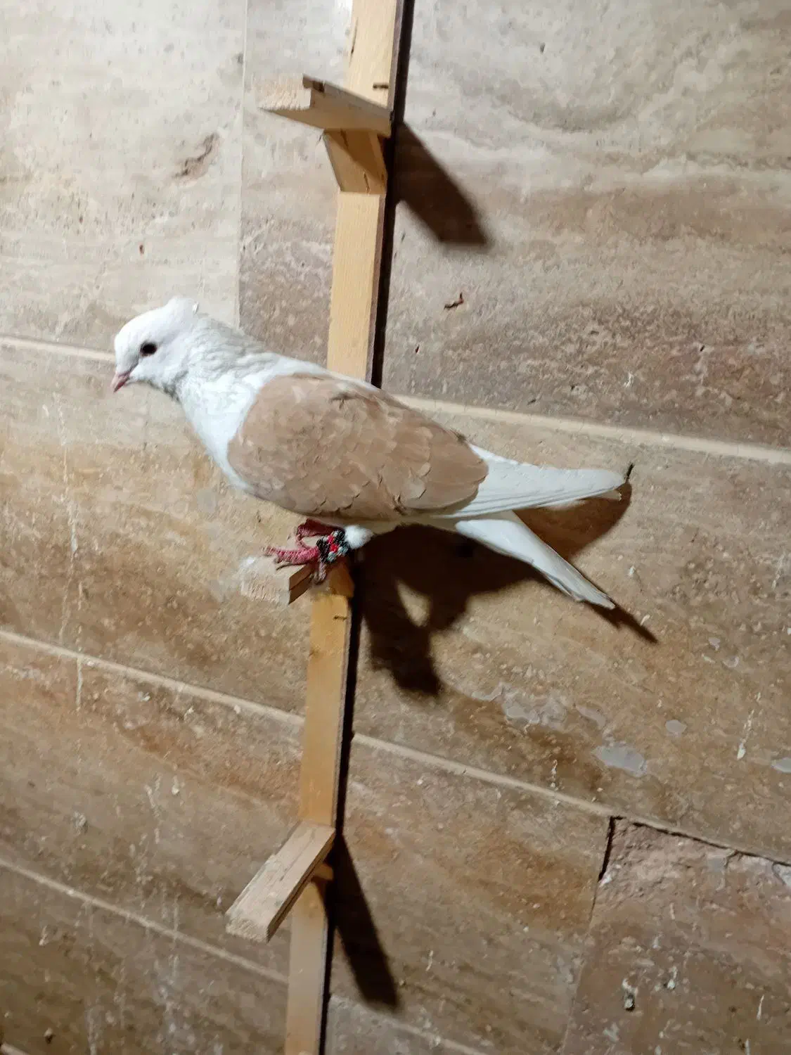 کبوتر کفتر پشت زرد|پرنده|شیروان (خراسان), |دیوار