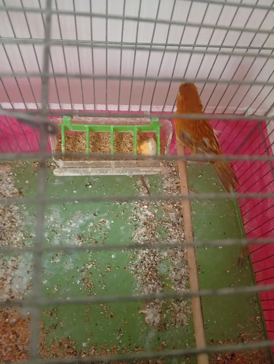 قناری|پرنده|فولادشهر, B7|دیوار