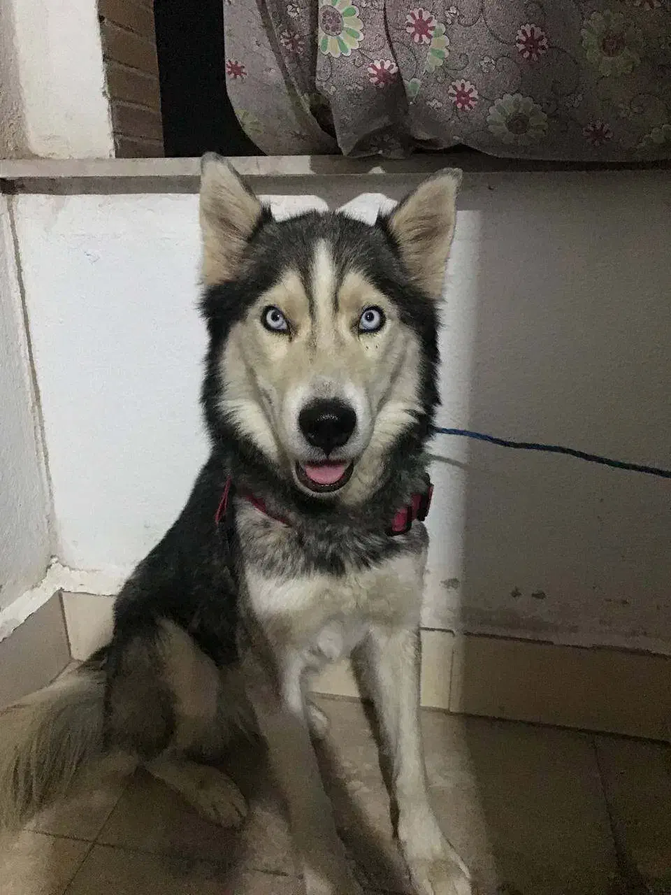 سگ هاسگی|سگ|فردیس, شهرک ناز|دیوار