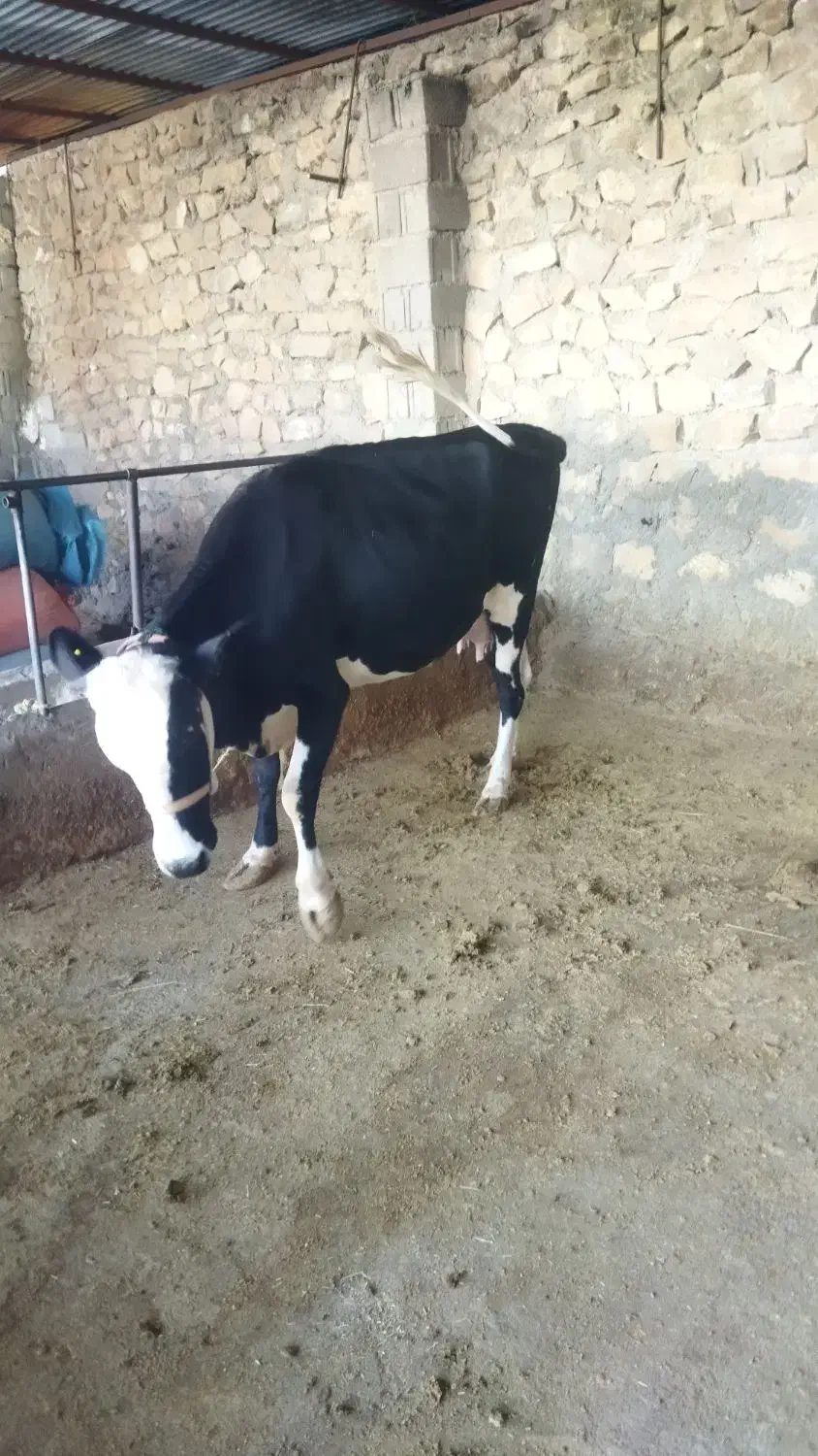 گاو و گوساله نر سمینتال|حیوانات مزرعه|دهدشت, |دیوار