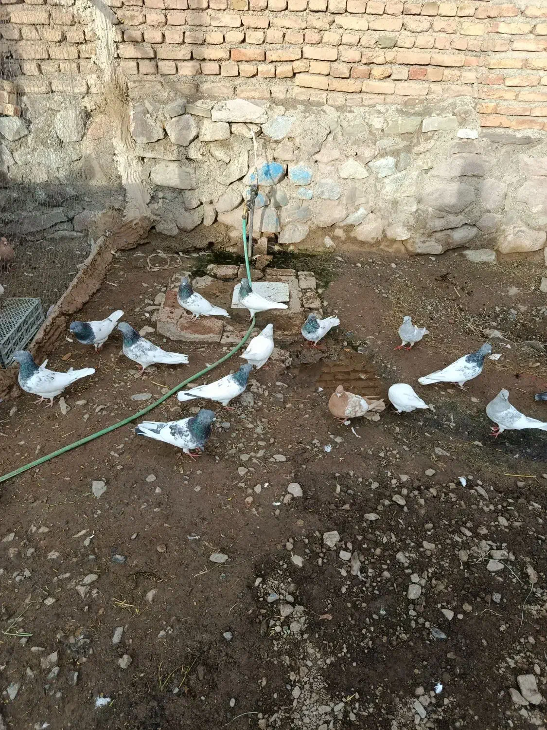 کبوتر|پرنده|کشکسرای, |دیوار