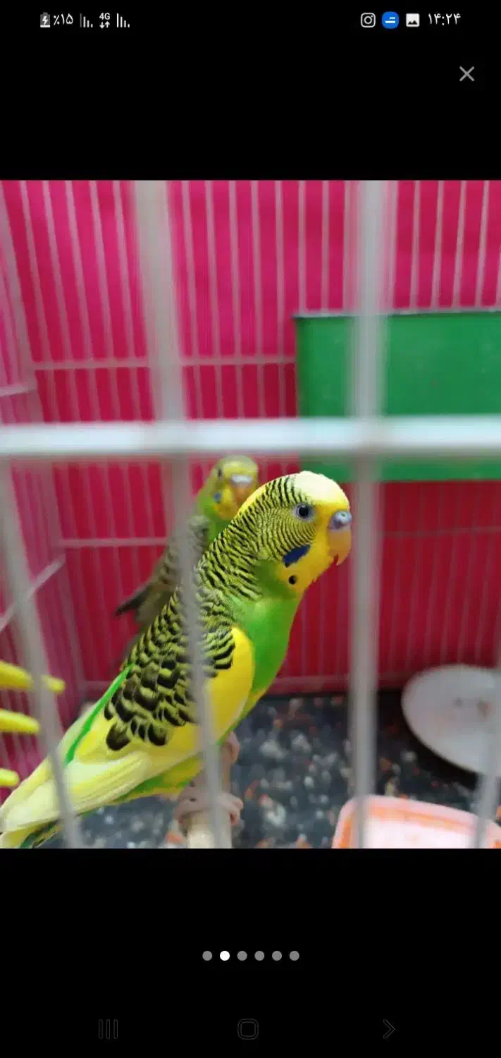 مرغ عشق|پرنده|بومهن, |دیوار