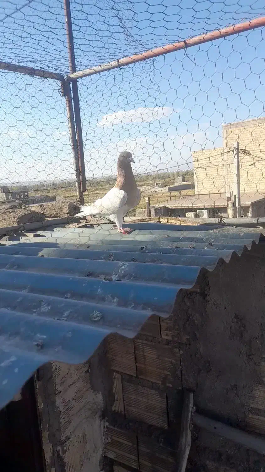 ۵عدد کبوتر|پرنده|میانه, |دیوار