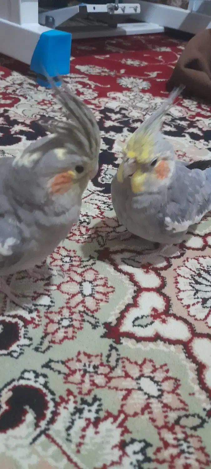 عروس هلندی سخنگو|پرنده|قم, شهرک امام حسین|دیوار