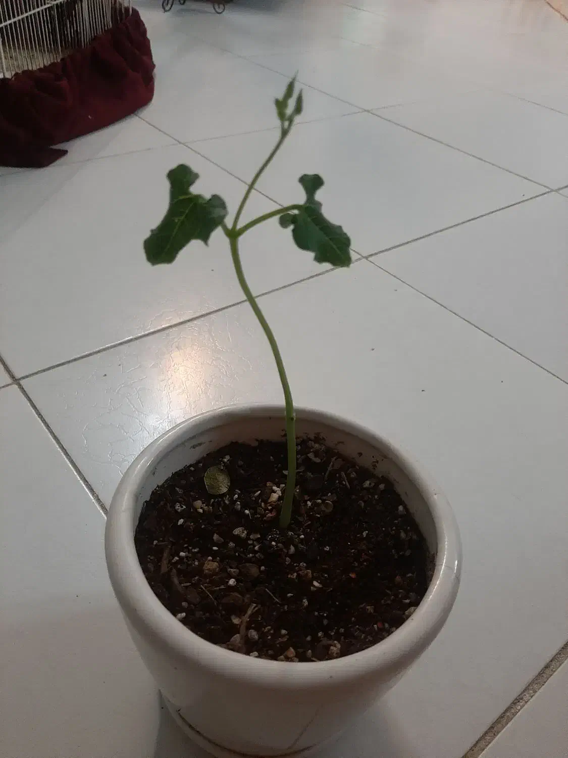 لوبیا سحر امیز و بنسای|گل و گیاه طبیعی|شیراز, سجادیه|دیوار