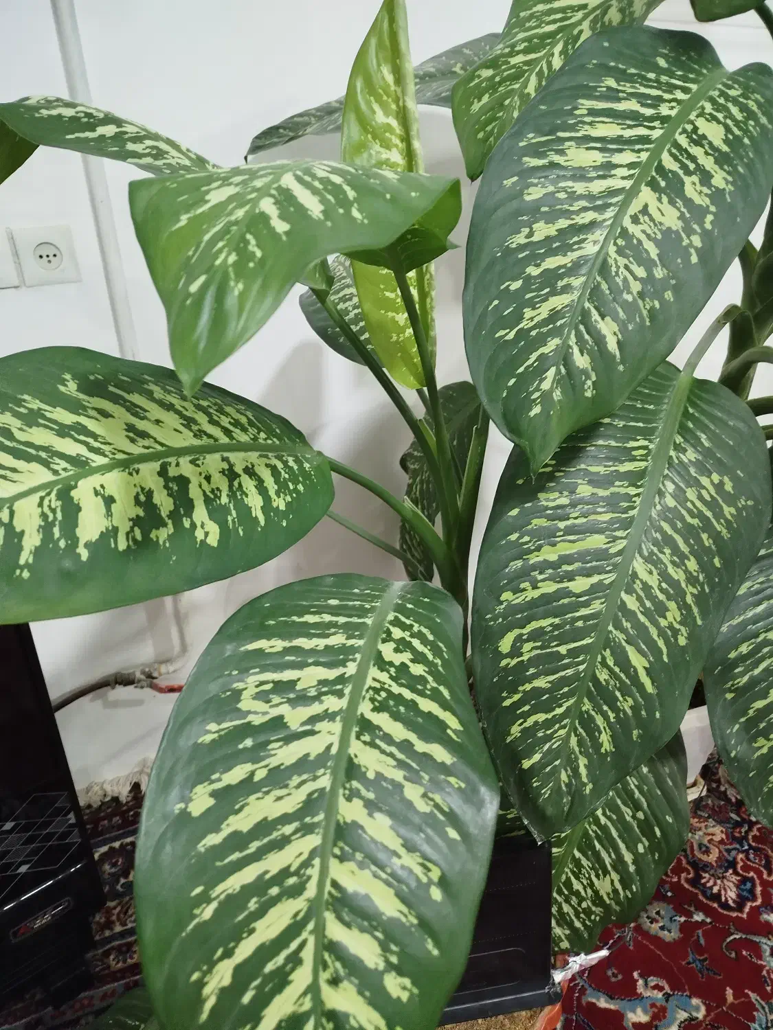 گل دیفن باخیا|گل و گیاه طبیعی|قیدار, |دیوار