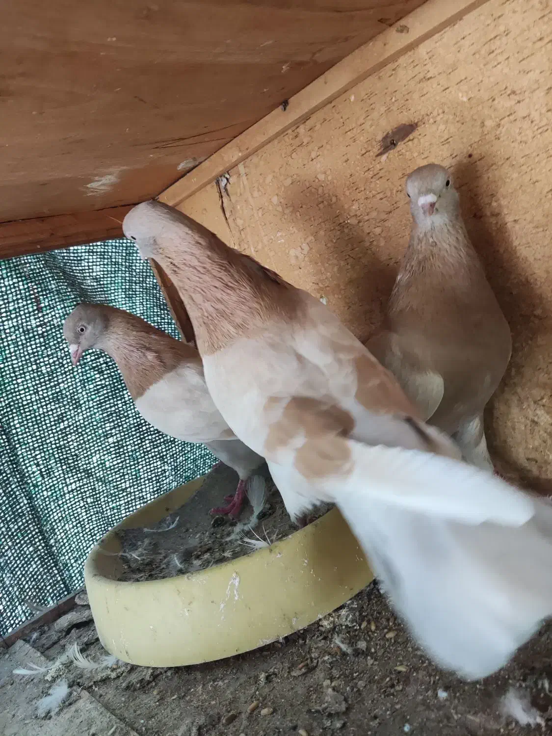 فروش یا معاوضه|پرنده|میناب, |دیوار