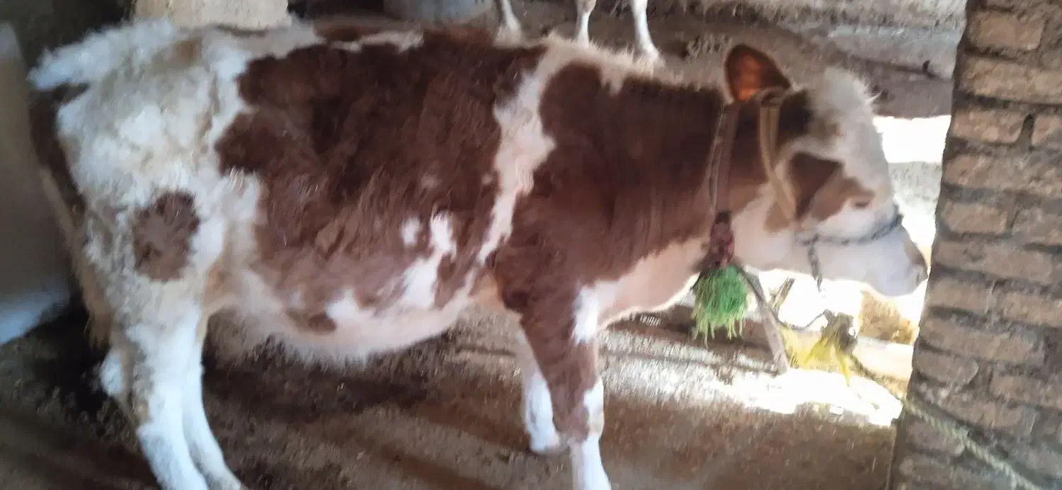 گوساله 8ماه|حیوانات مزرعه|کوهرنگ, |دیوار