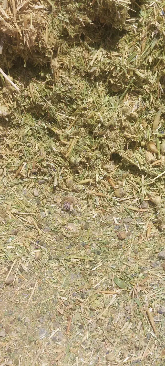 علف خوردشده۲۰۰۰۰۰|خدمات باغبانی و درختکاری|لاران, |دیوار