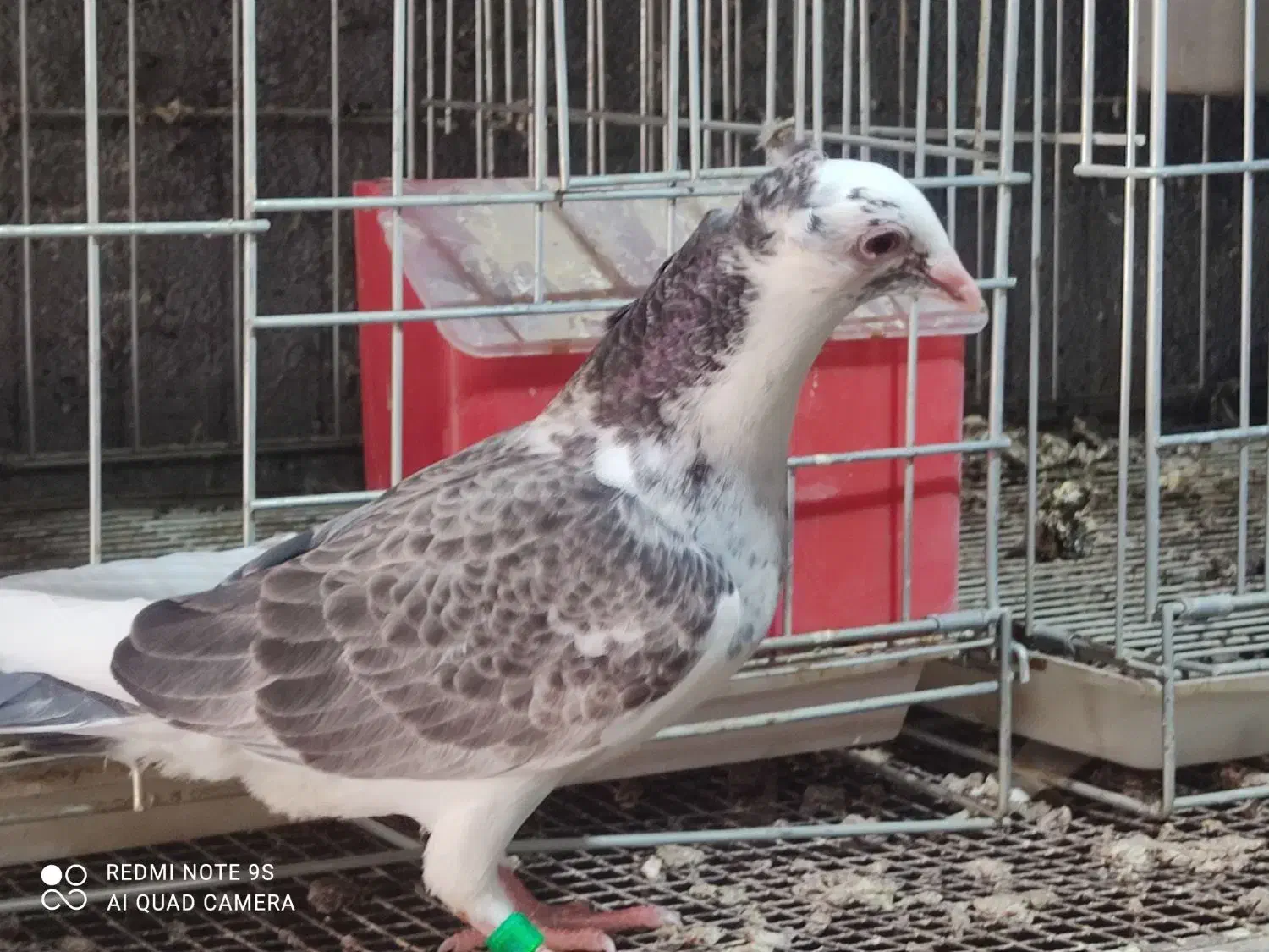 جوجه پلاکی نر|پرنده|برازجان, |دیوار