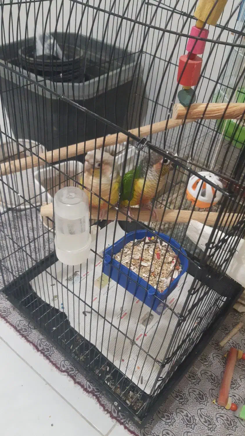 جفت گرینچیک دستی بالغ،قناری نر ،جفت برزیلی بالغ|پرنده|چهارباغ, |دیوار